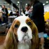Hofstra University Frat Suspended For Forcing Dog To Do Keg Stand In Video
